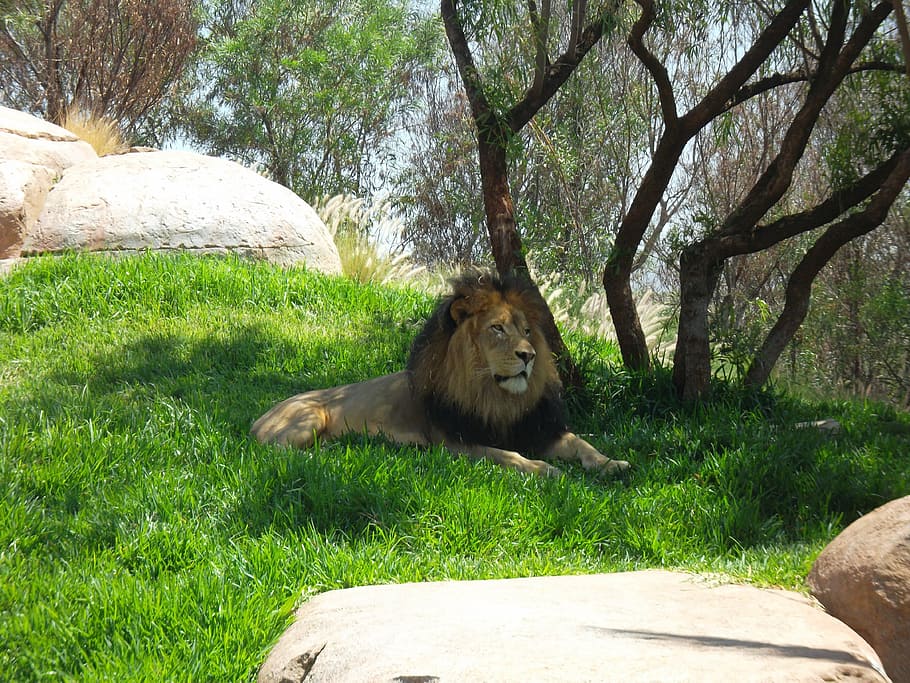 lion, africa, zoo, judah, king, kings, jungle, lion - Feline, HD wallpaper