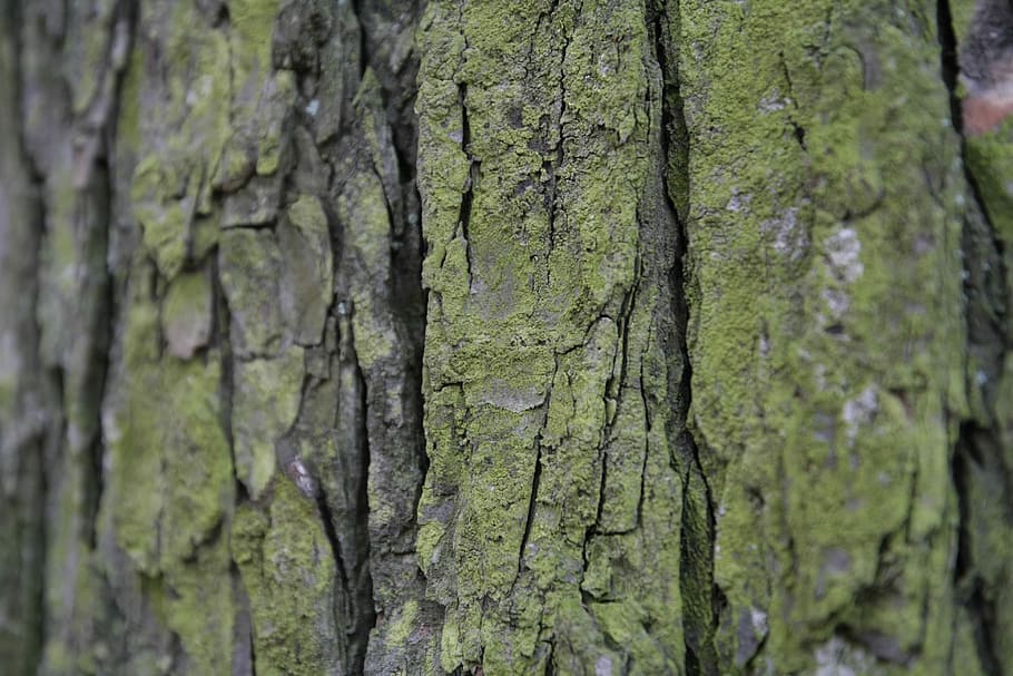 Bark, Tree, Tribe, Wood, Moss, green color, tree trunk, day HD wallpaper
