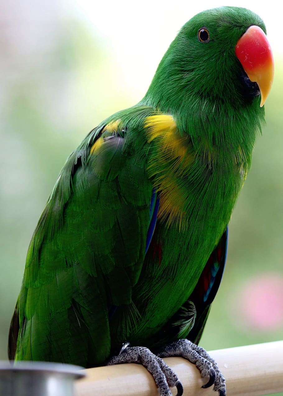 nature, animals, green, parrot, bird, animal themes, vertebrate HD wallpaper