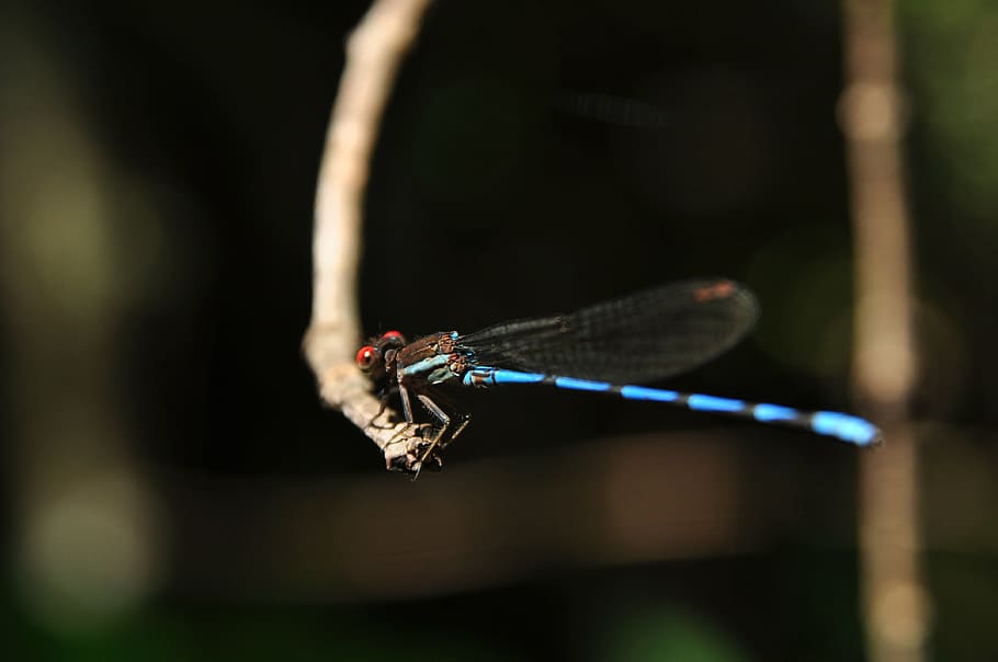 nature, insects, macro, animals, forest, dragonfly, close-up HD wallpaper