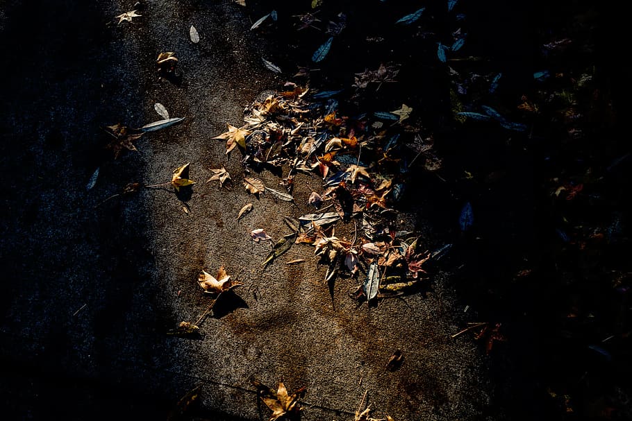leaves on brown surface, road, fall, dry, sunlight, nature HD wallpaper