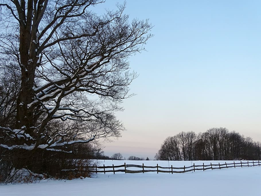winter, wood, snow, cold, tree, cold temperature, sky, plant HD wallpaper