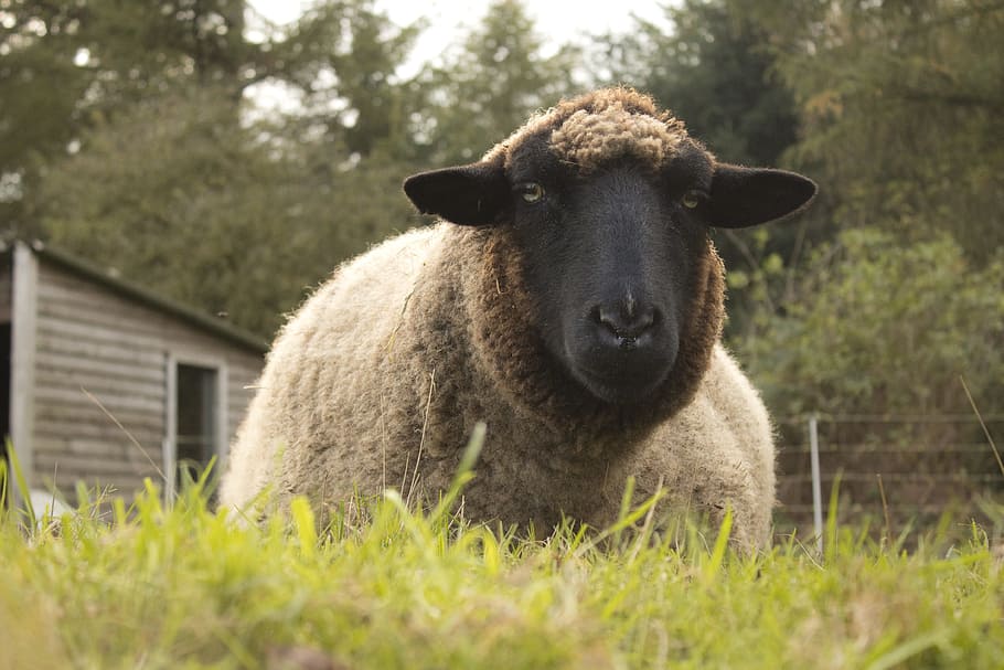 sheep, pasture, break, lying around, rest, stall, relaxation HD wallpaper