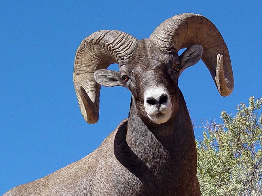 HD wallpaper: bighorn sheep, wildlife, nature, horns, ram, mountain, male,  head | Wallpaper Flare