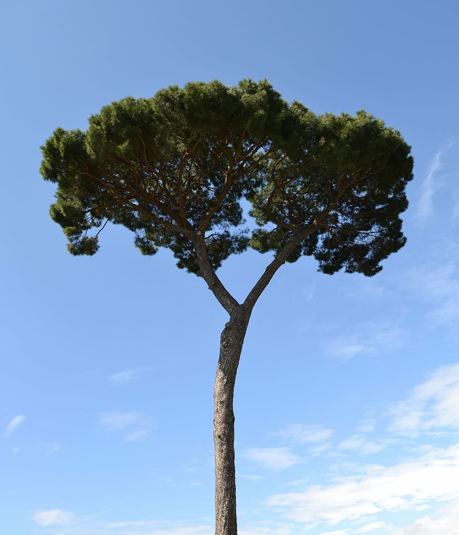 pine, tree, mediterranean, blue sky, plant, low angle view HD wallpaper