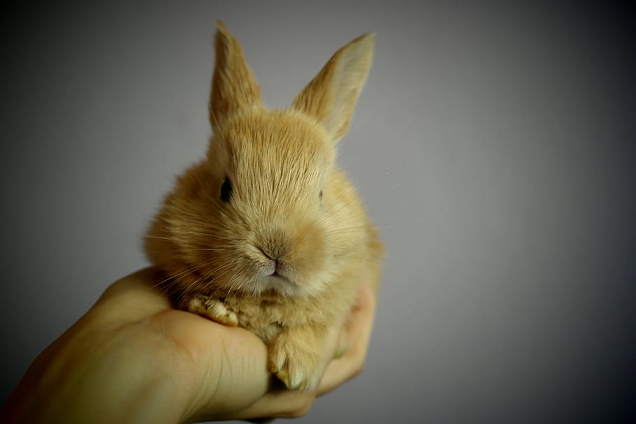rabbit, ears, hand, holding, small, palm, color, redheaded HD wallpaper