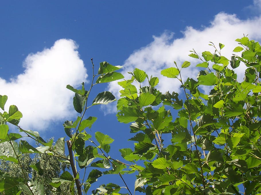 sky, blue, branches, tree, clouds, blue sky, nature, leaf, skies HD wallpaper