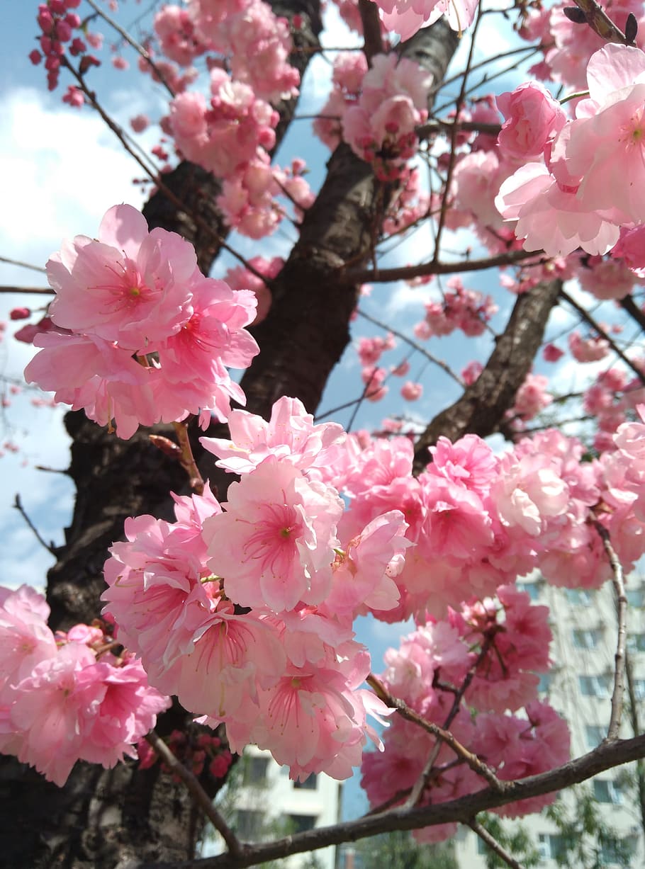Cherry Blossom, Pink, Spring, flower, springtime, fragility HD wallpaper