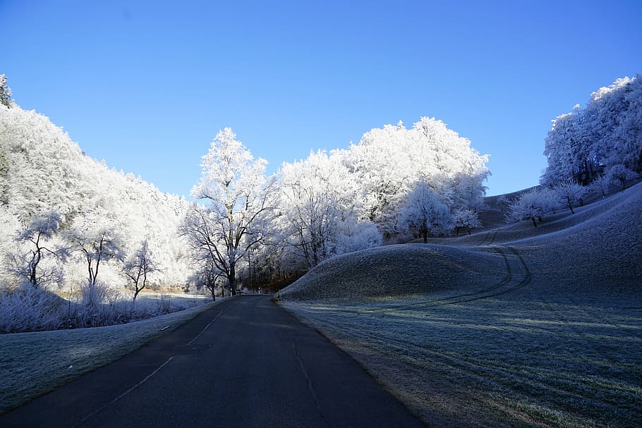 road between trees at daytime, wintry, hoarfrost, winter, iced, HD wallpaper