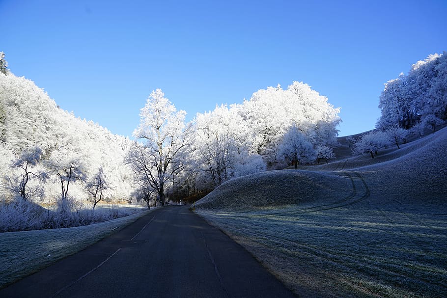 road between trees at daytime, wintry, hoarfrost, winter, iced HD wallpaper