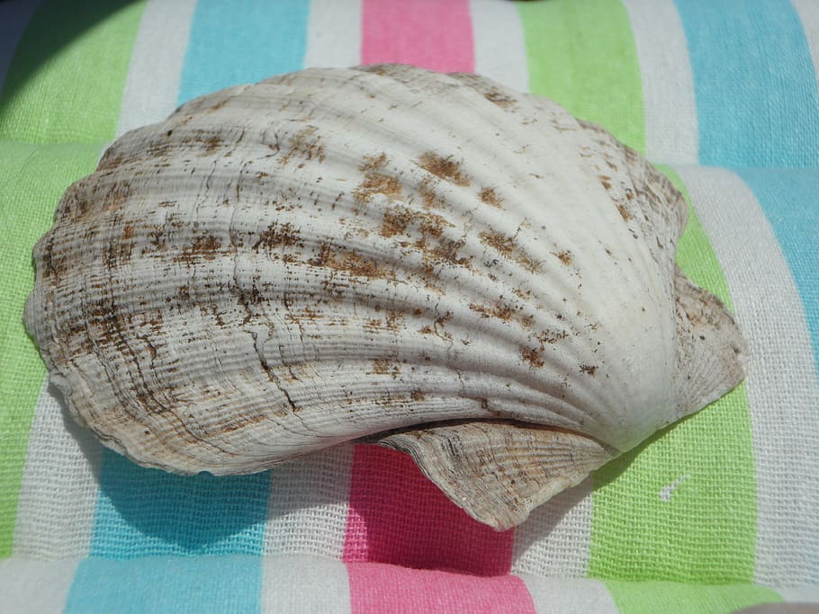 shell, large, close up, close-up, still life, food, indoors HD wallpaper