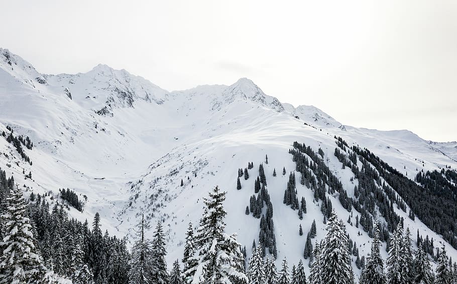 snow-covered mountain and trees, winter, woodland, cold temperature HD wallpaper