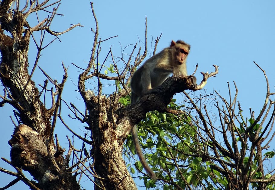 bonnet macaque, macaca radiata, monkey, primate, animal, mammal, HD wallpaper