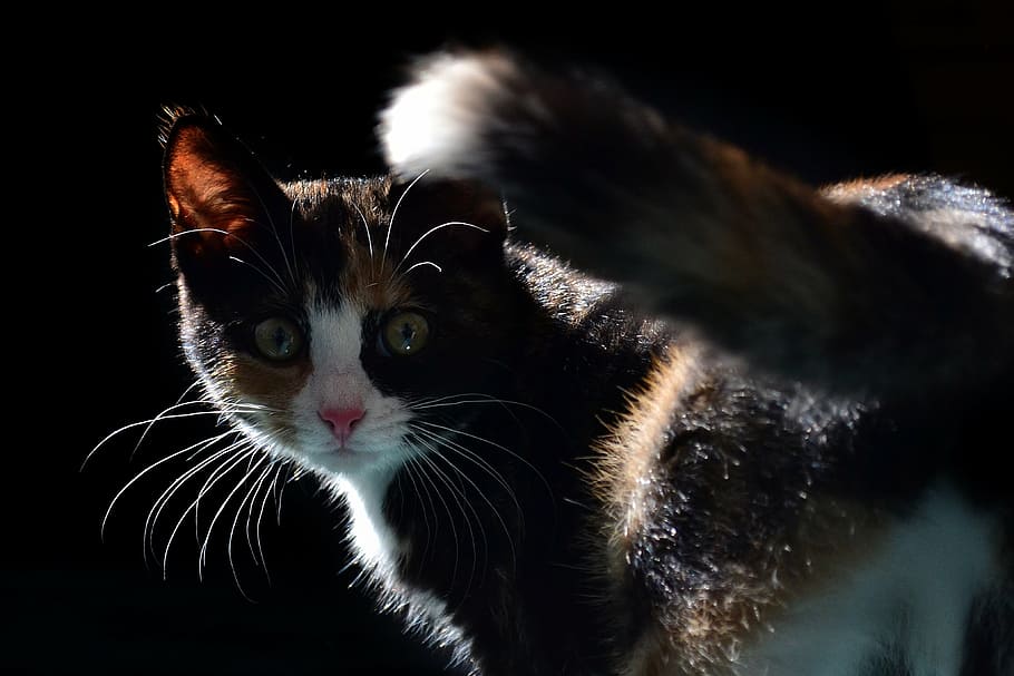 shallow focus photography of black cat, pet, animal, kitten, cute
