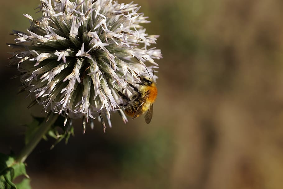 bee, flower, macro, honey bee, nectar, flowering plant, fragility HD wallpaper