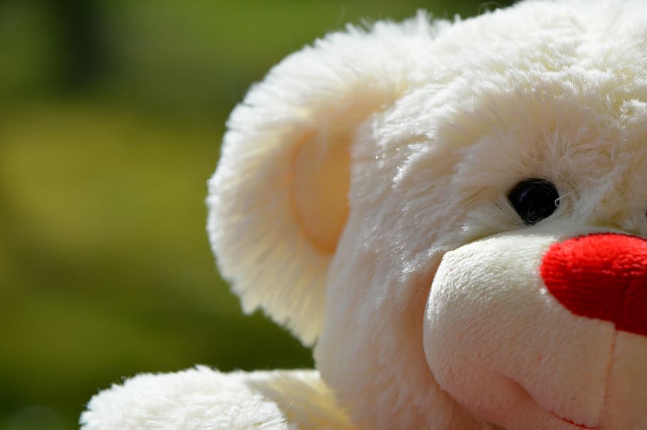 Bear, Bears, Plush, Cute, Sweet, teddy, funny, white color HD wallpaper