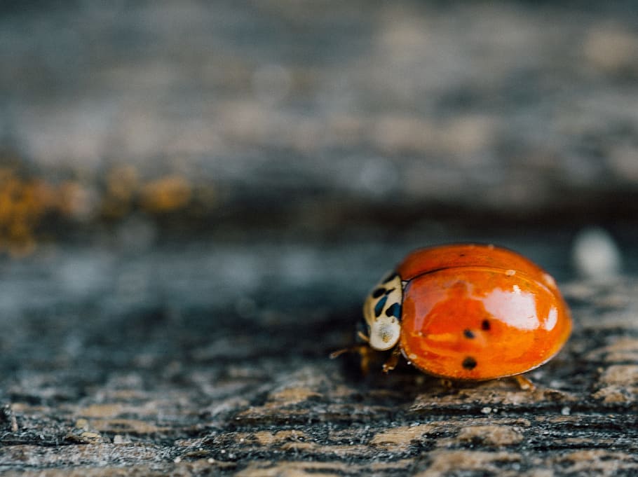 ladybug, ladybird, insect, animal wildlife, animals in the wild HD wallpaper