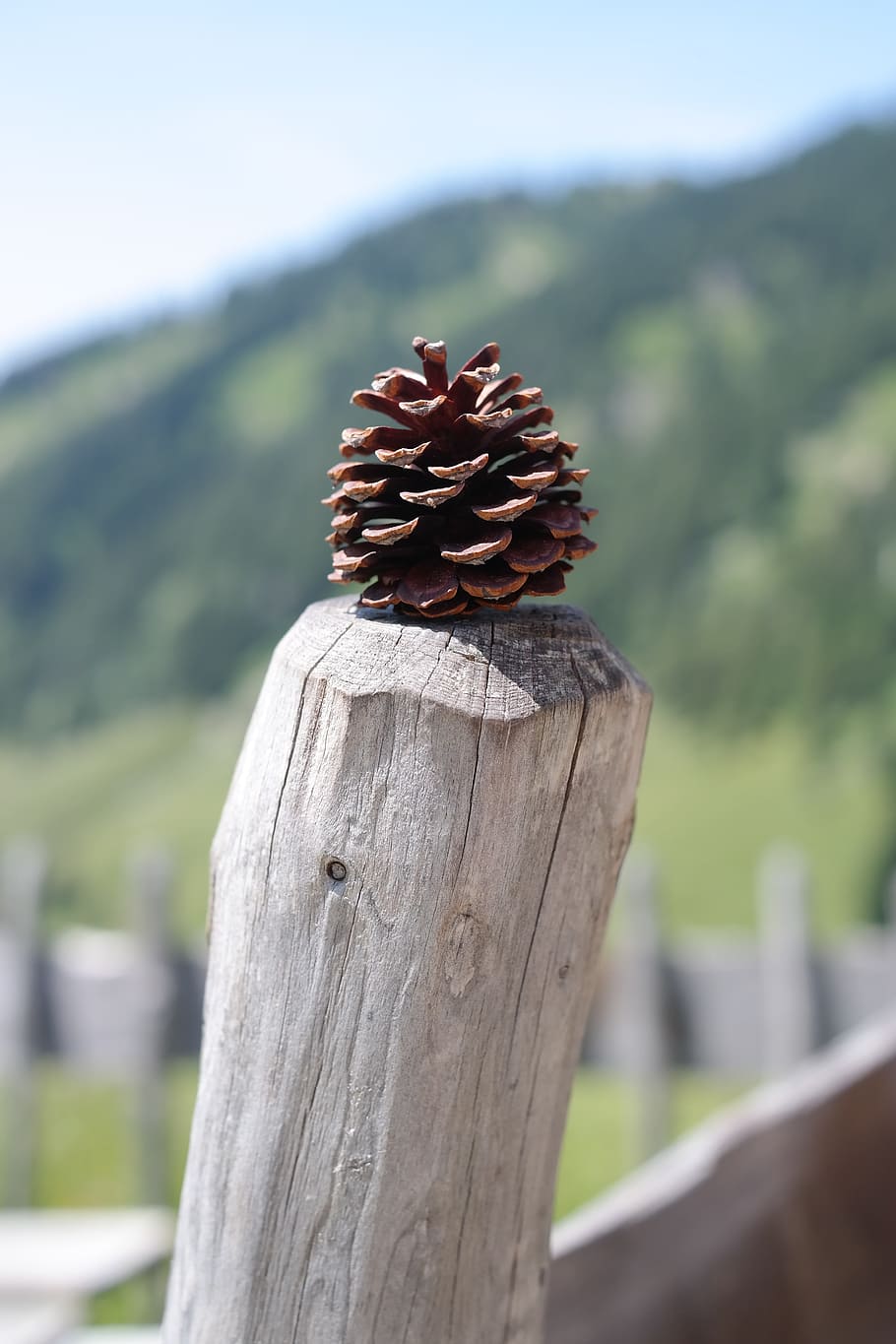 pine cones, tap, strobilus, conifer cones, seeds, wood - material HD wallpaper