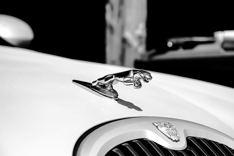 close-up photo of Jaguar hood ornament, white, auto, vehicle, HD wallpaper