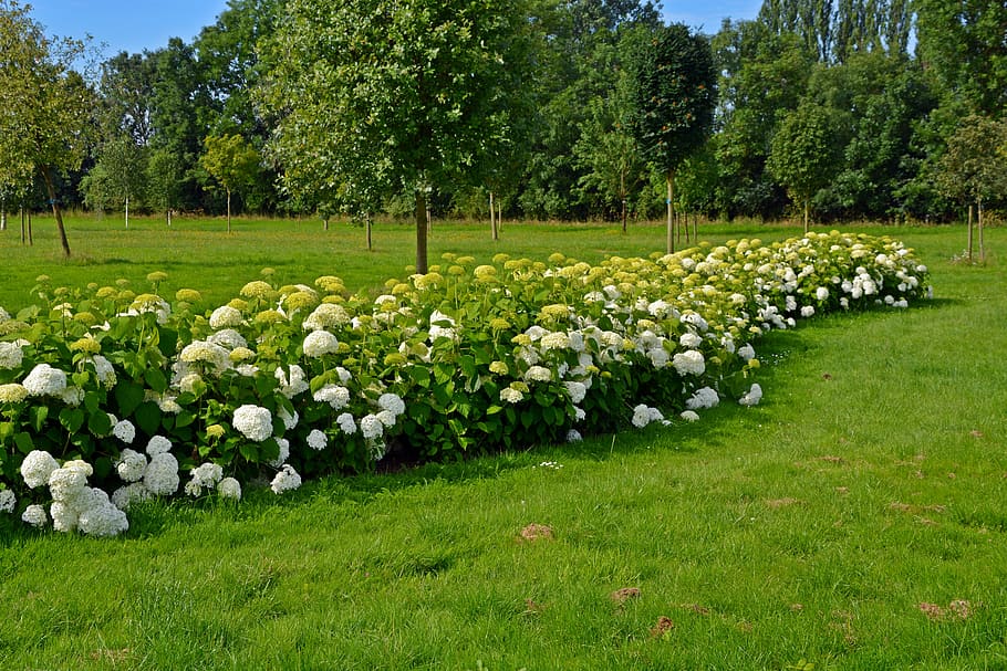 park, trees, meadow, garden, landscape, rush, green, nature HD wallpaper