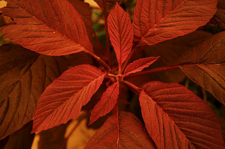 leaf, red, autumn, nature, season, backgrounds, plant, close-up HD wallpaper