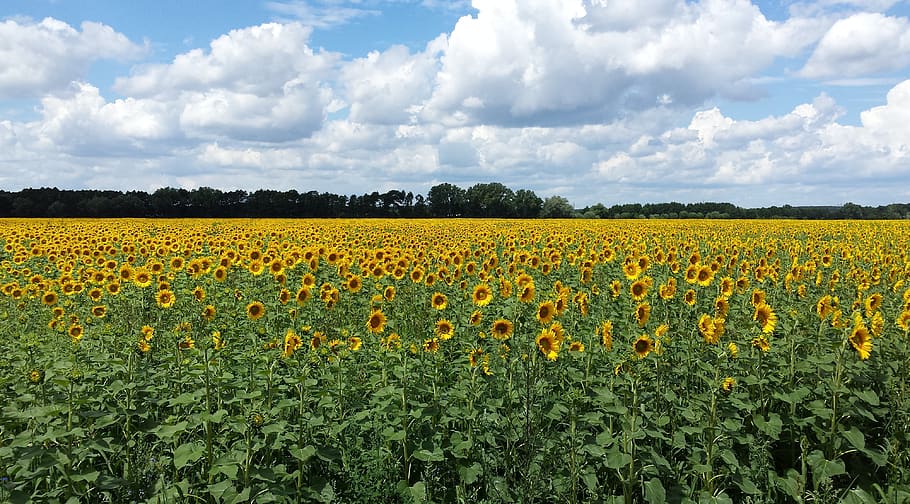 sunflower, field, summer, landscape, flowering plant, beauty in nature HD wallpaper