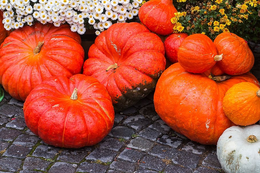Pumpkin, Squash, Thanksgiving, pumpkin soup, halloween, farm HD wallpaper