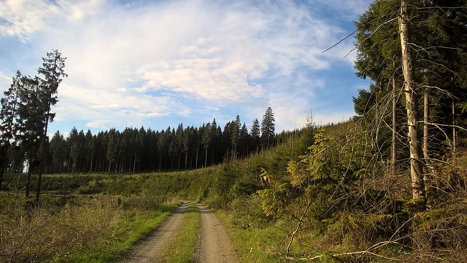 lane, trail, sauerland, remblinghausen, meschede, nature, away