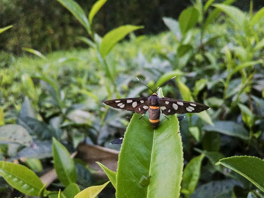 Insect, Fly, Bug, Nature, Pest, Wildlife, wing, bee, beetle HD wallpaper