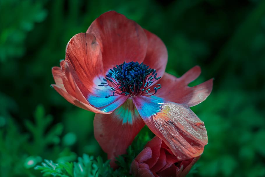beautiful, bloom, blooming, blossom, blur, bright, color, colorful HD wallpaper