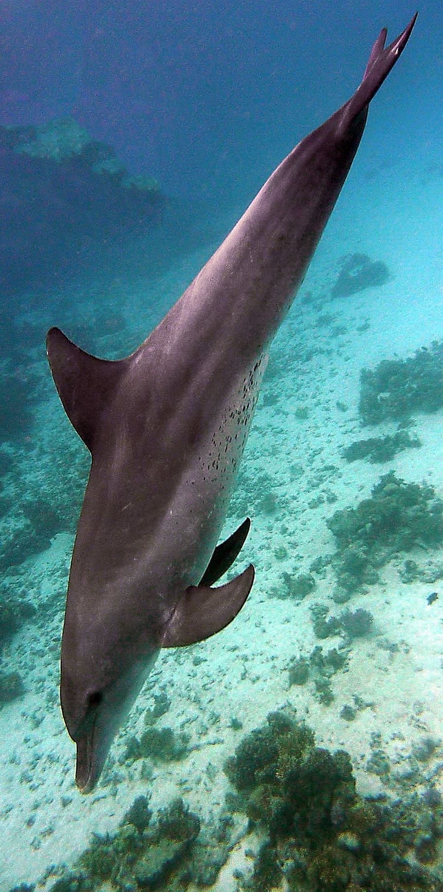photo shot of gray dolphin on the bottom of ocean, underwater HD wallpaper