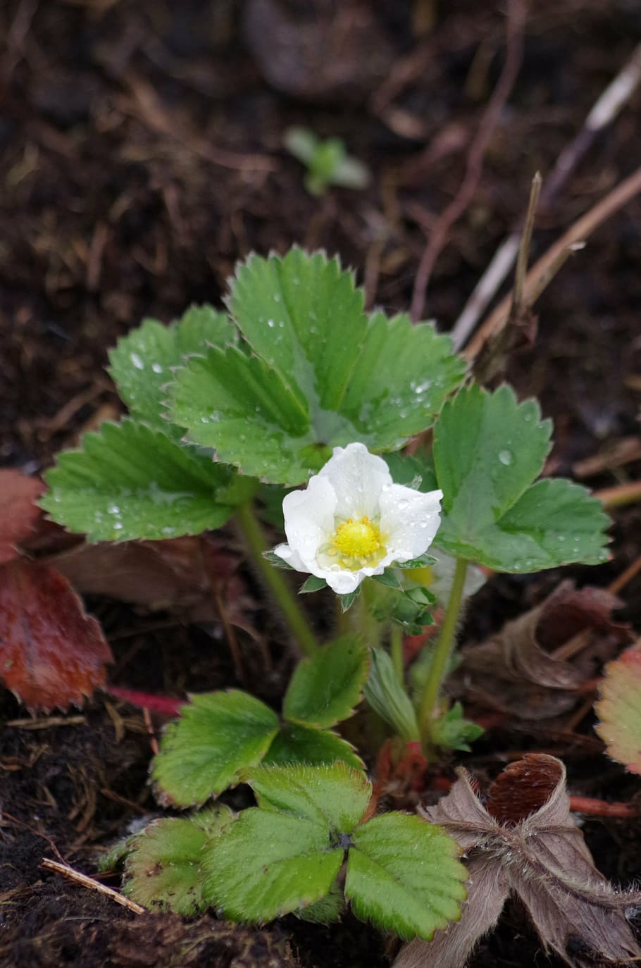 strawberry, bloom, spring, after rain, petals, flower, droplets HD wallpaper
