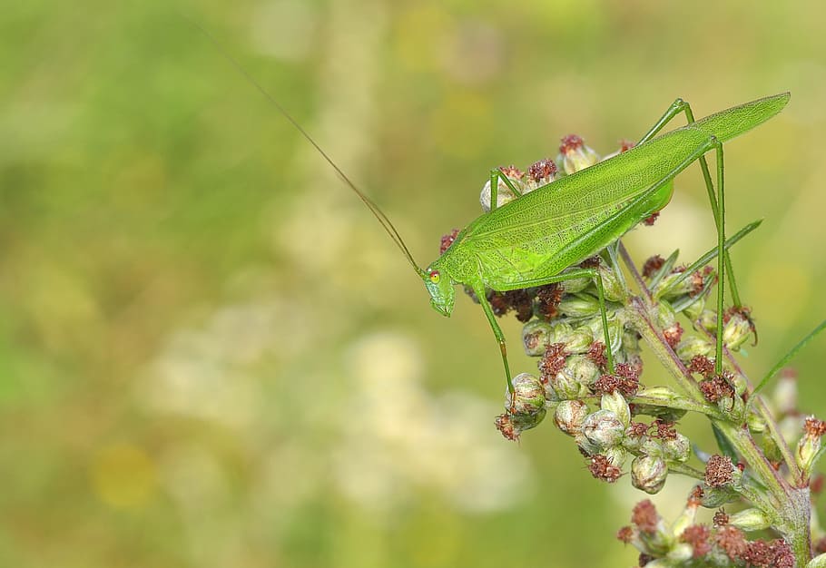 konik, grasshopper, insect, macro, invertebrate, animal wildlife HD wallpaper