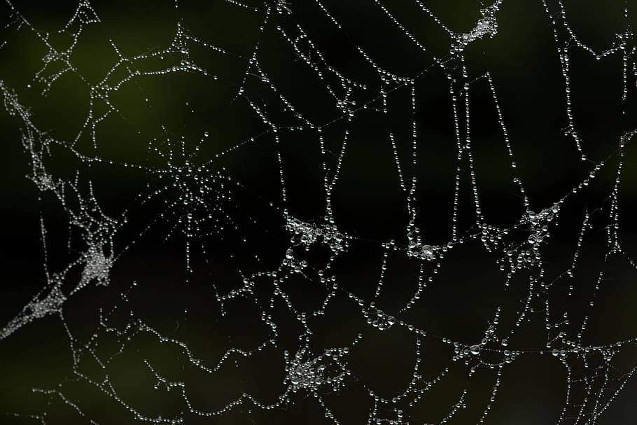 Spider Web, Dew, Drops, close-up, no people, nature, day, fragility HD wallpaper