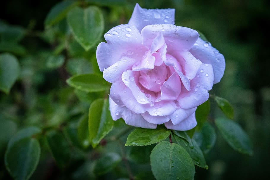 selective focus photography of pink petaled flower, rose, white HD wallpaper