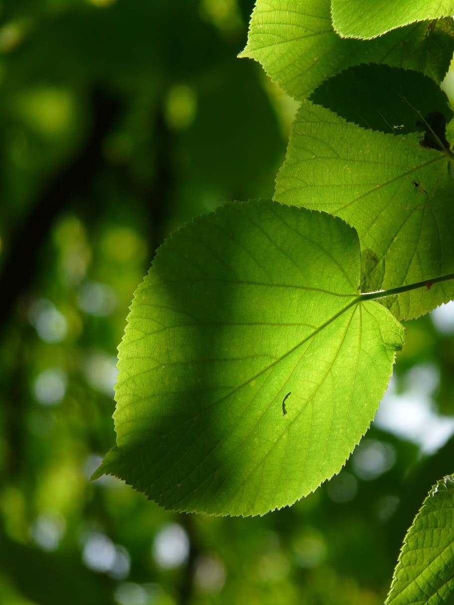 linde, leaf, individually, lipovina, foliage, leaves, green HD wallpaper
