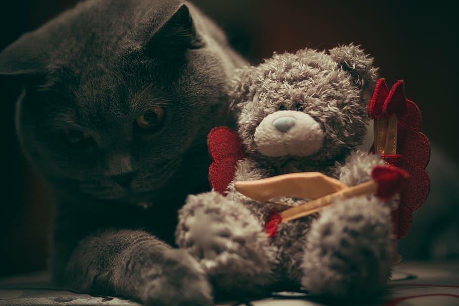 cat holding gray bear plush toy, focus, photography, russian