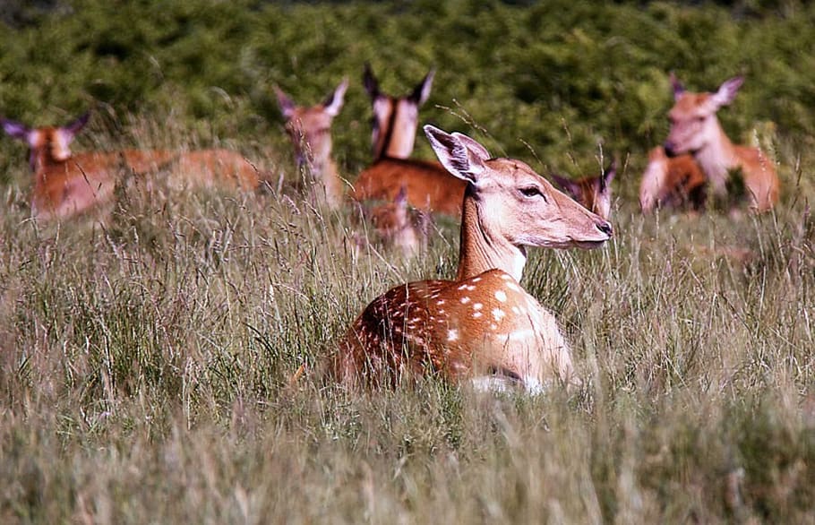 animals, pets, nature, field, forest, animal themes, animal wildlife HD wallpaper