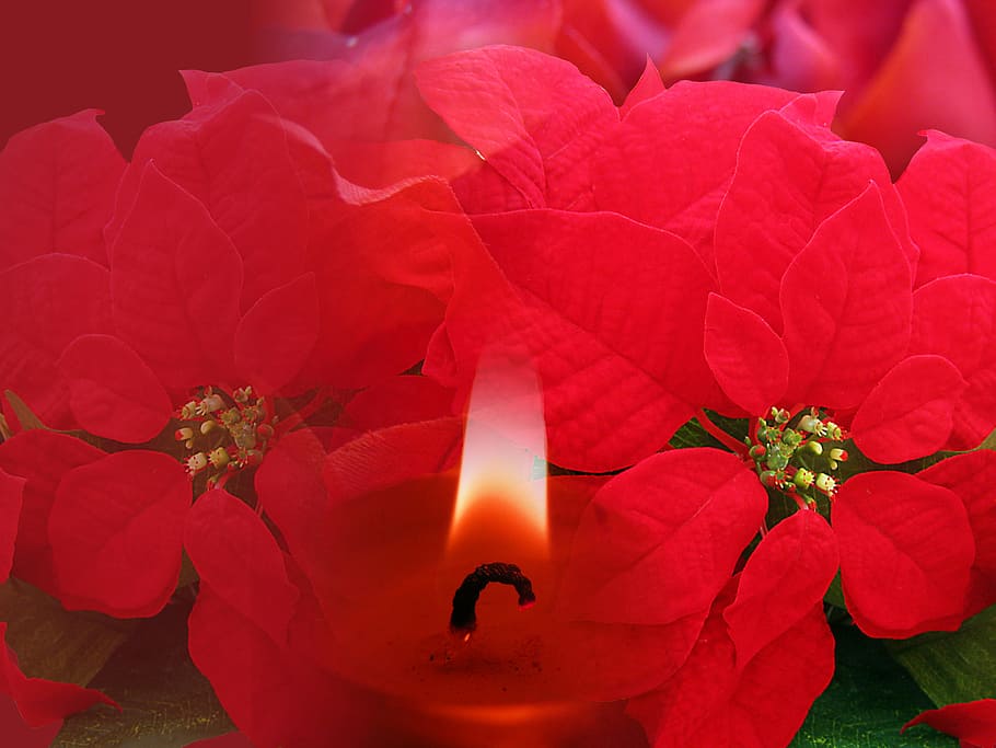 decoration, christmas, background, red, poinsettia, candle HD wallpaper