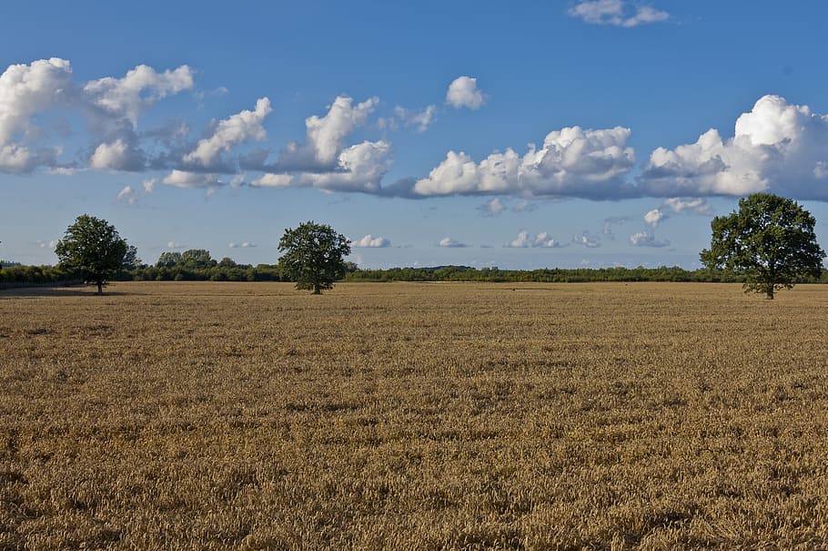 clouds, field, summer, trees, landscape, sky, tranquil scene HD wallpaper