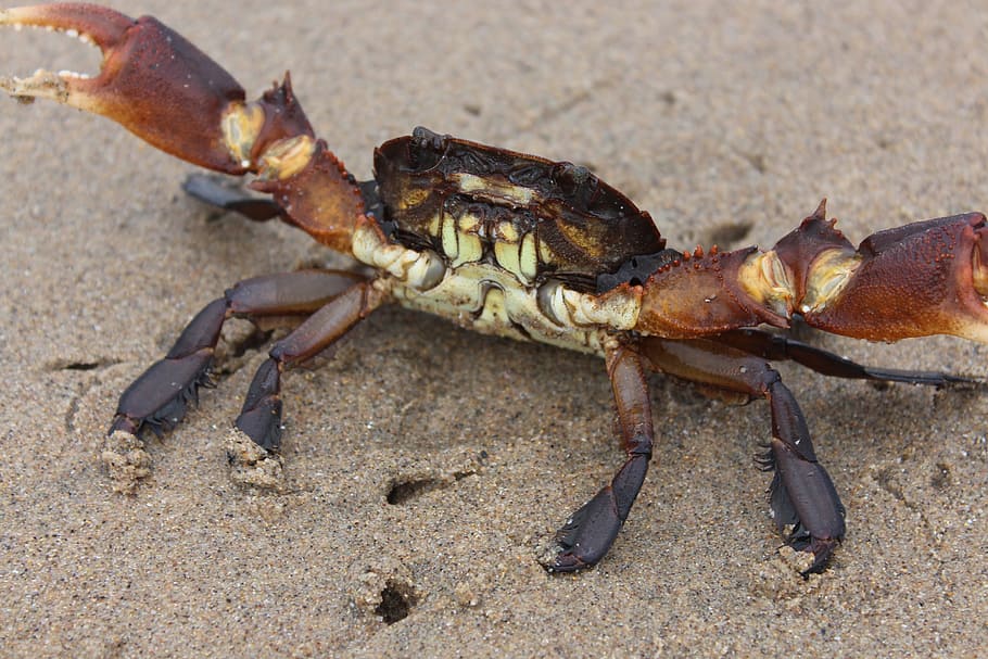 Crab, Beach, Sand, Ocean, Shell, wildlife, coast, claw, seaside HD wallpaper