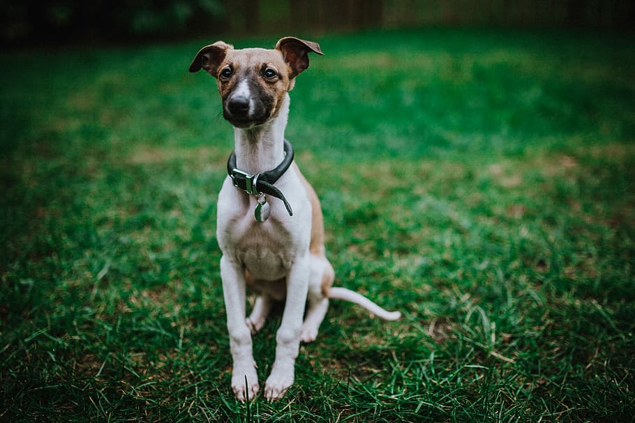 adult short-coated white and brown dog on green grass, brown and white Italian greyhound puppy sitting on the grass, HD wallpaper