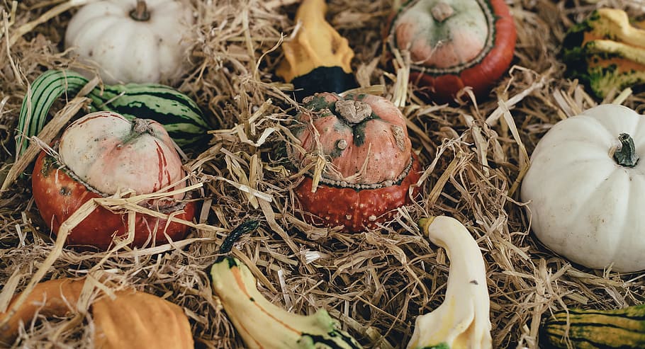 tilt shift lens of vegetables, food photography of vegetable on hay HD wallpaper