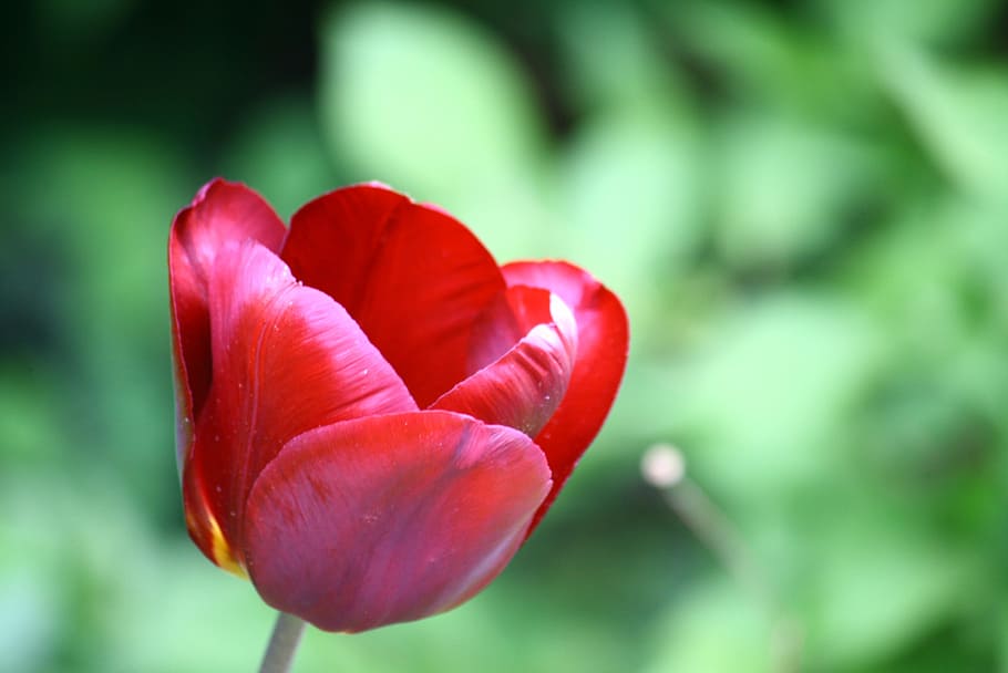 Tulip, Haze, Red, Garden, Flower, Bloom, nature, plant, springtime, HD wallpaper