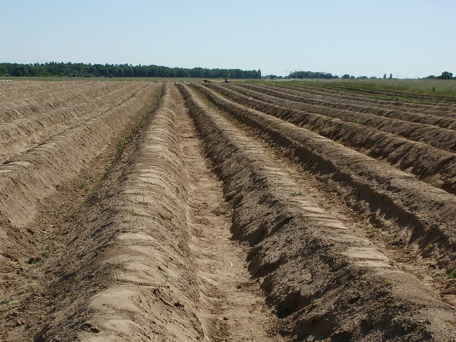 fields, asparagus, food, vegetable, agriculture, organic, farming HD wallpaper