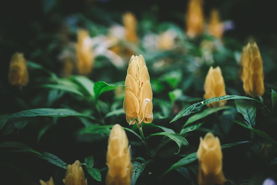 nature, petals, blur, leaves, close-up, delicate, exotic, flower HD wallpaper