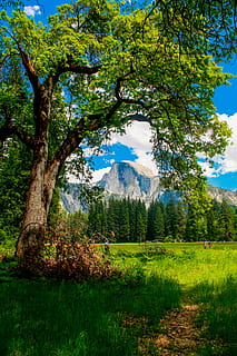 Half Dome, Yosemite, California, park, valley, national, mountain HD wallpaper