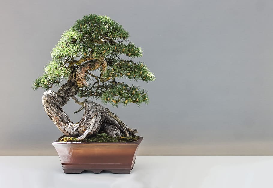 HD bonsai tree wallpapers  Peakpx