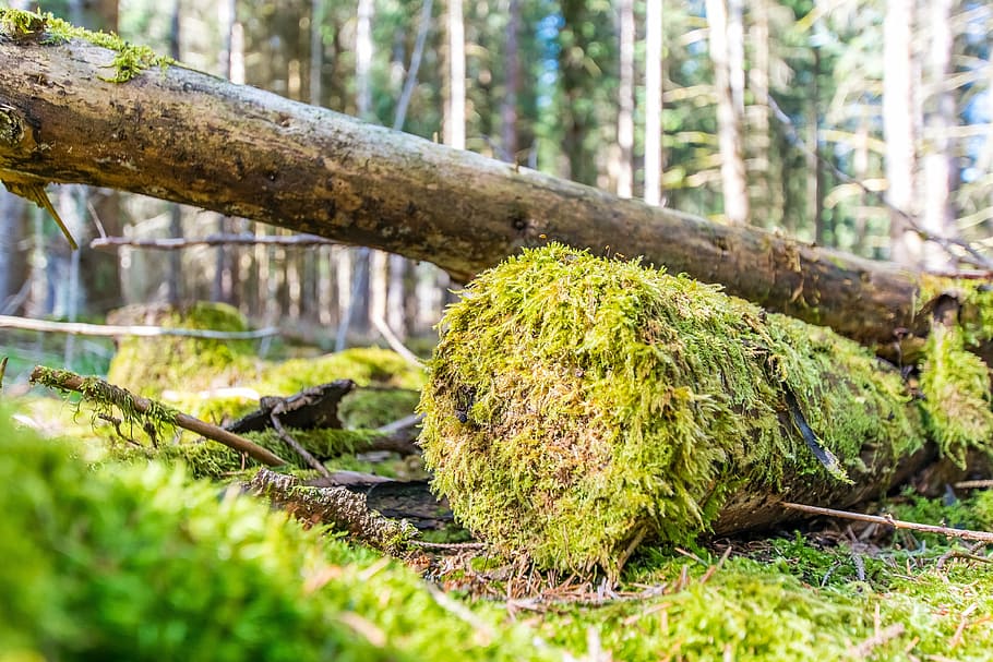 spring, moss, forest, nature, plant, idyll, tree, growth, trunk HD wallpaper
