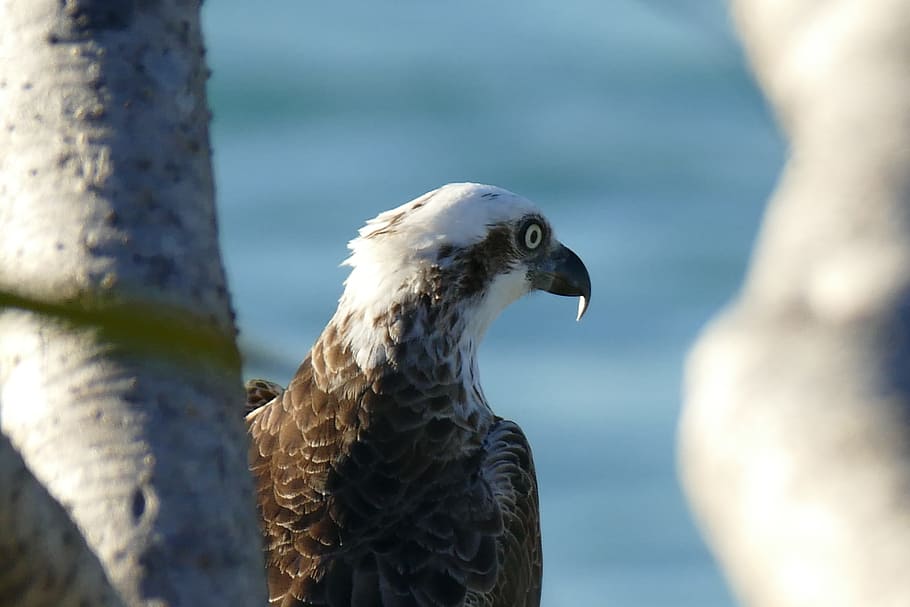 birds, osprey, eagle, coolum, animal wildlife, one animal, animal themes HD wallpaper